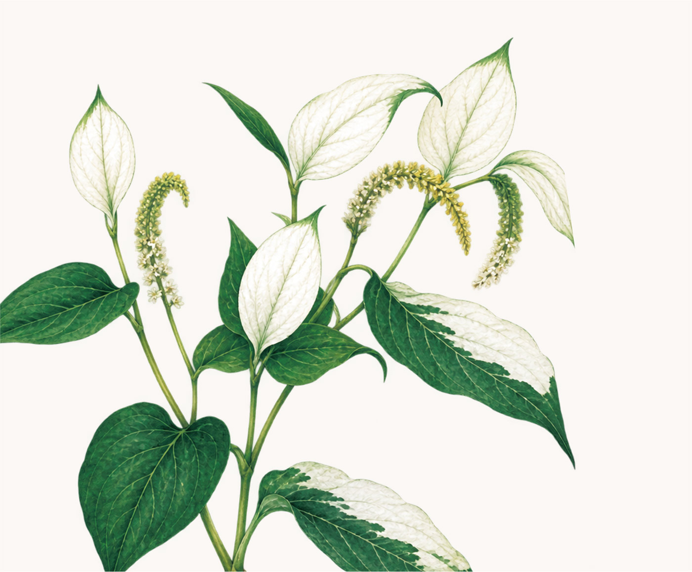 삼백초